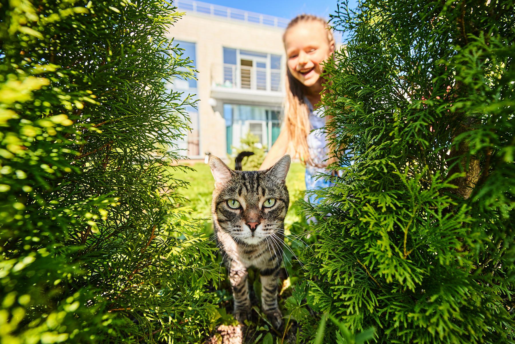 Кот среди зелени, девочка улыбается за ним